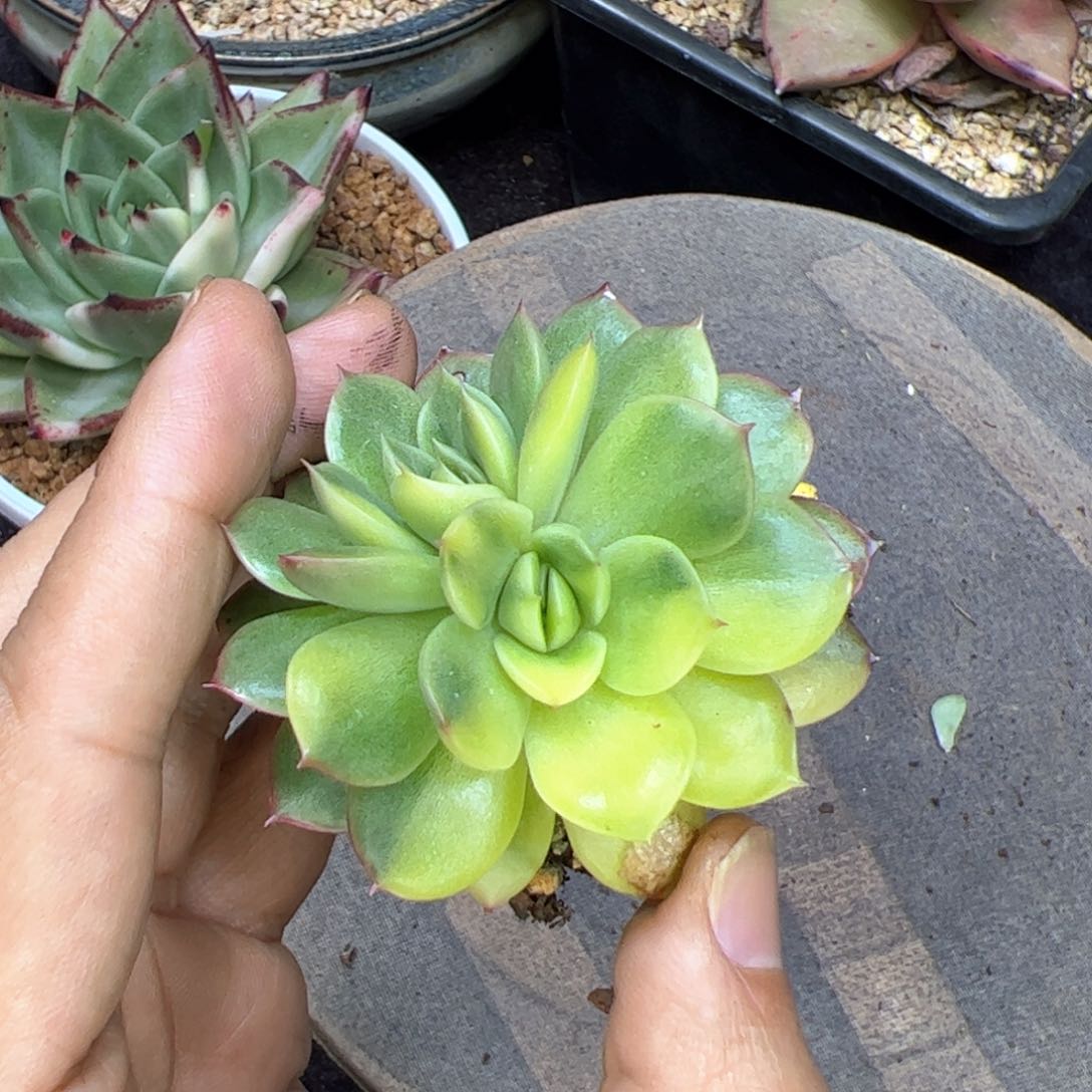 东云杂交，多肉植物