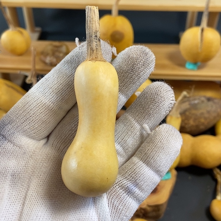 一***布葫芦葫芦真的