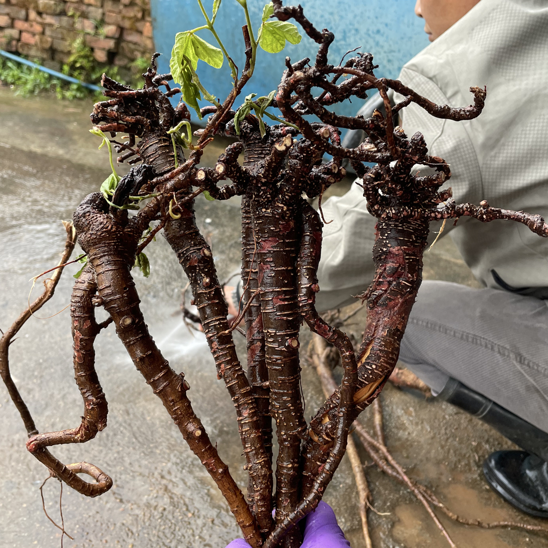 【千斤拔】新鲜小叶红皮千斤拔现挖一根茎山货农产品生鲜整条