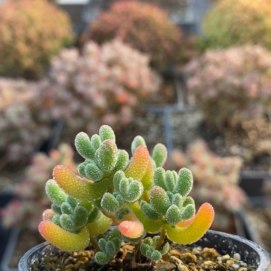 优选冰晶5047枝干番杏