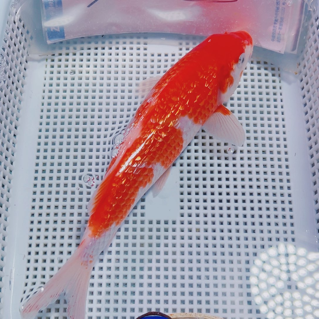 锦鲤锦鲤观赏鱼冷水160