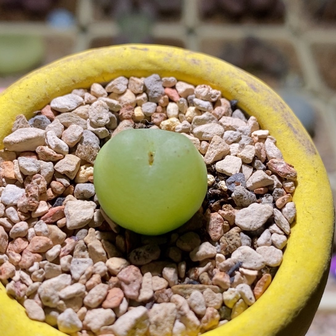 带盆土福利一颗登登子