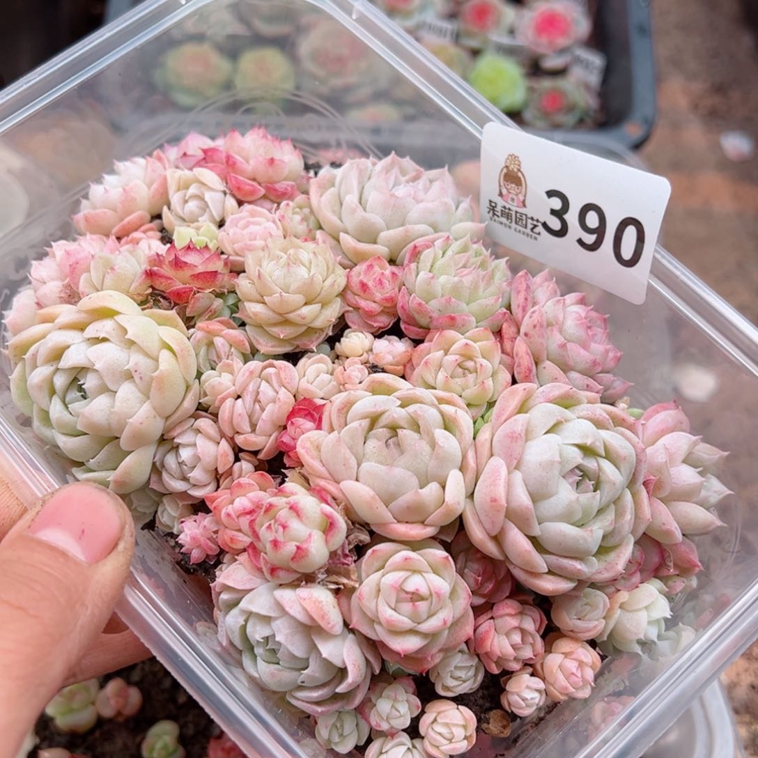 多肉植物多肉植物