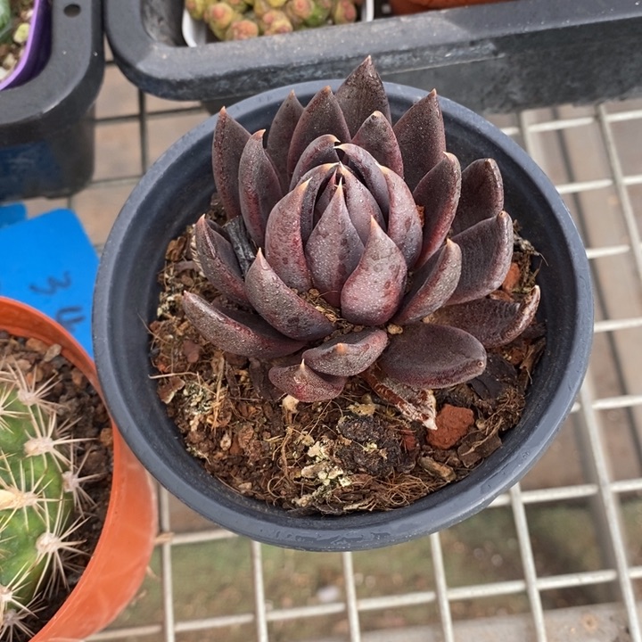 伯克利和格蕾纳等著名的音乐