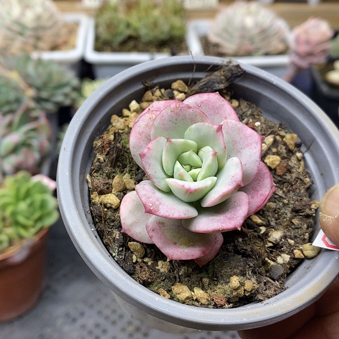 29106 妮可莎娜糊斑锦