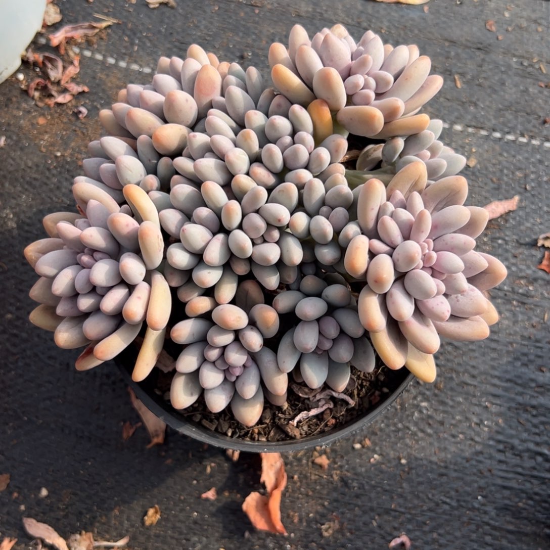 多肉粉色恋人【非偏远地区满18包邮】