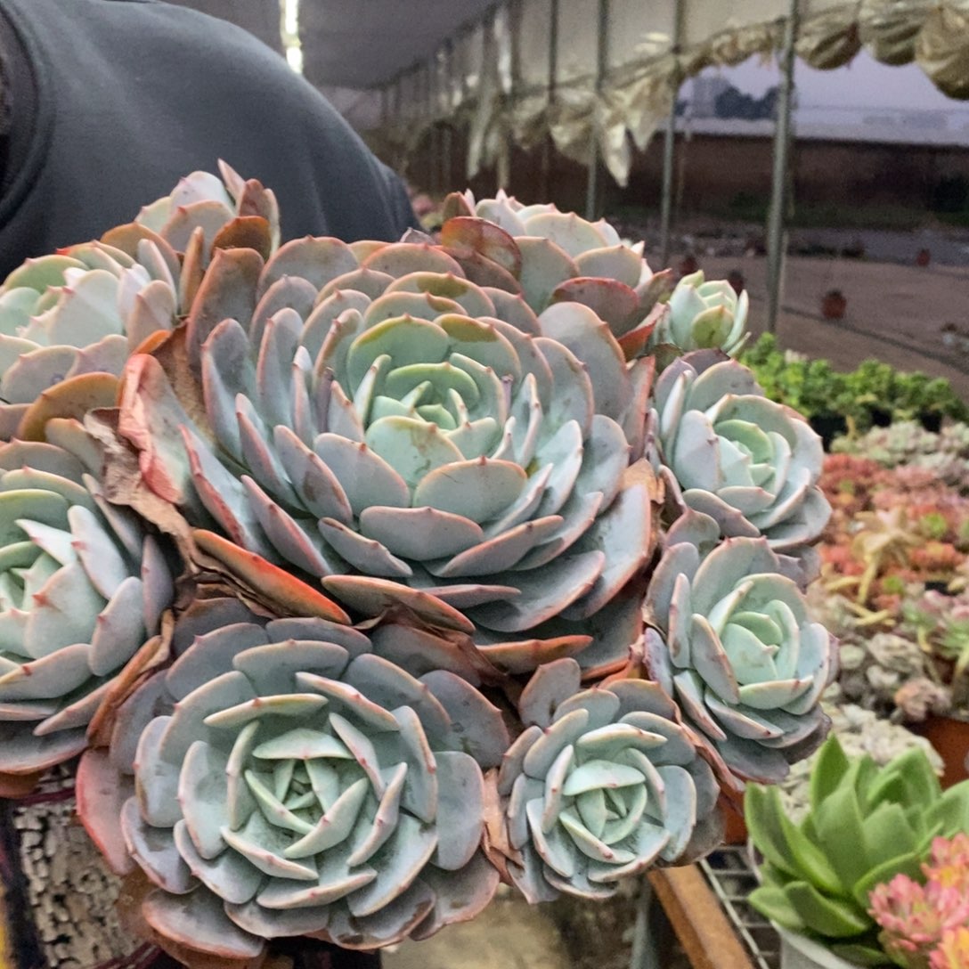 红粉台阁多头群生老桩，230杯