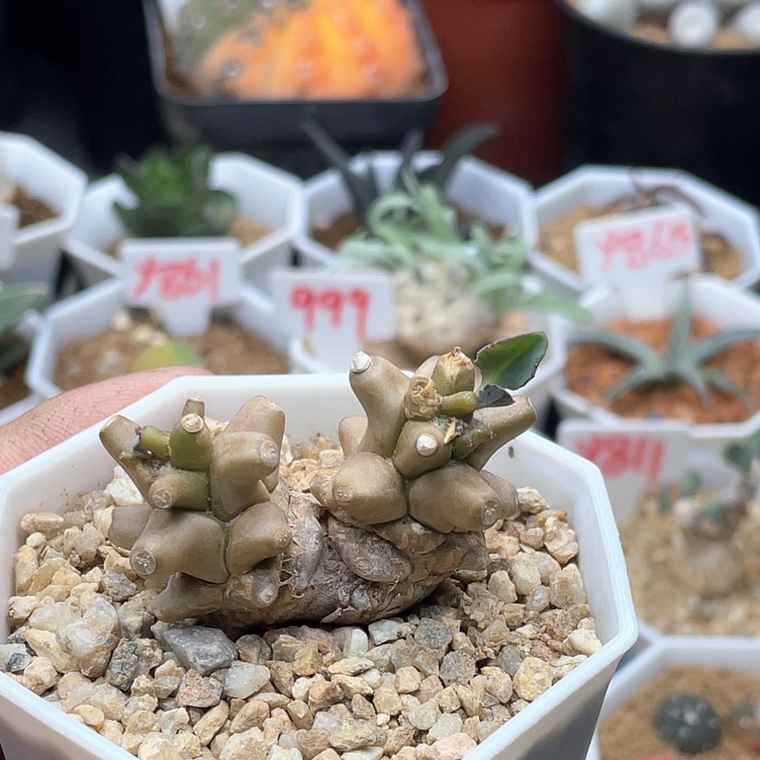 实生双头大尤蛮鬼塔 厚敦菊