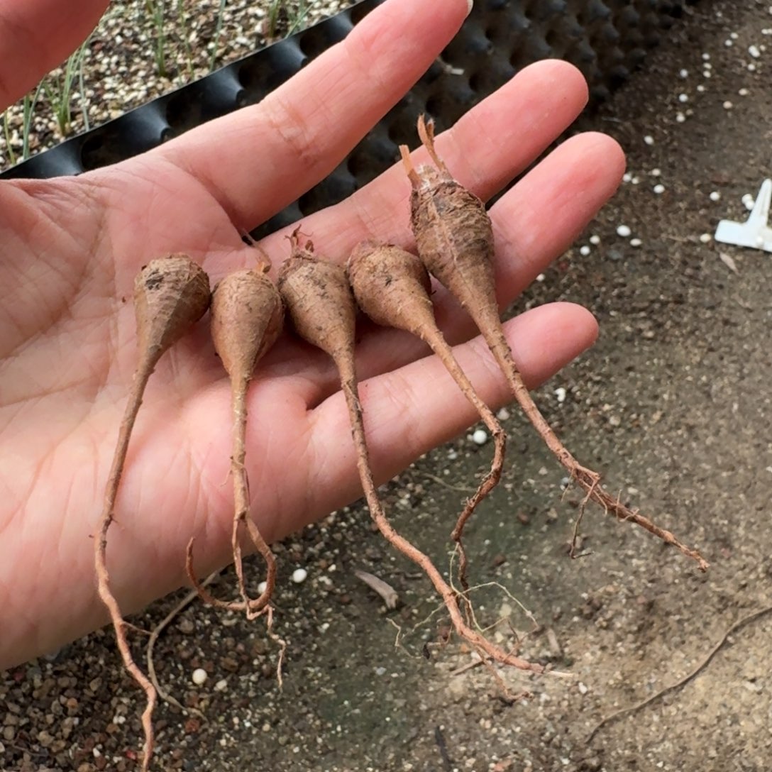 0.8cm1cm羽叶洋葵量拍多肉