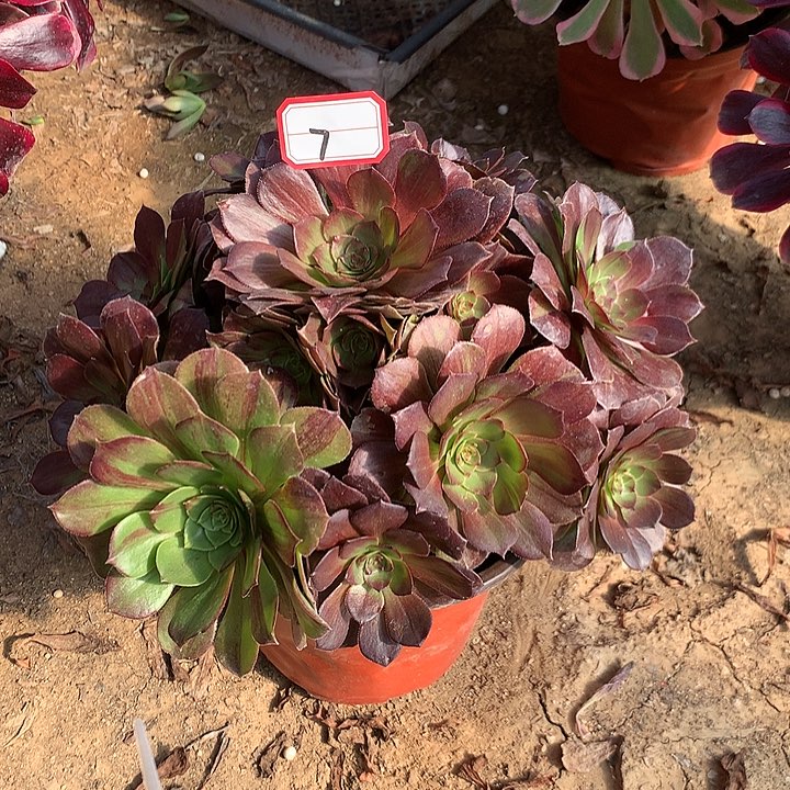 花月夜多肉植物7