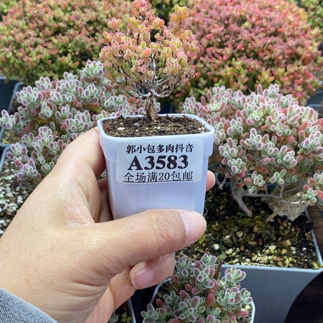 ****蜜橘糖球3583枝干番杏