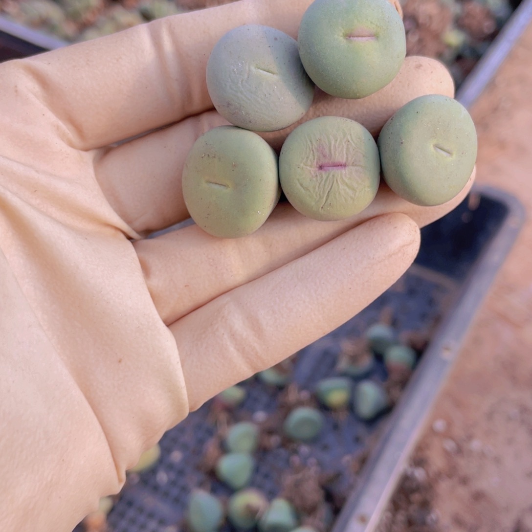 5颗小红嘴88888888888888