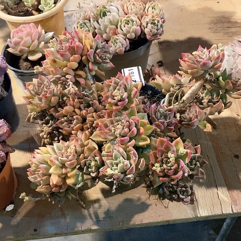 【闪购商品】油漆桶21161