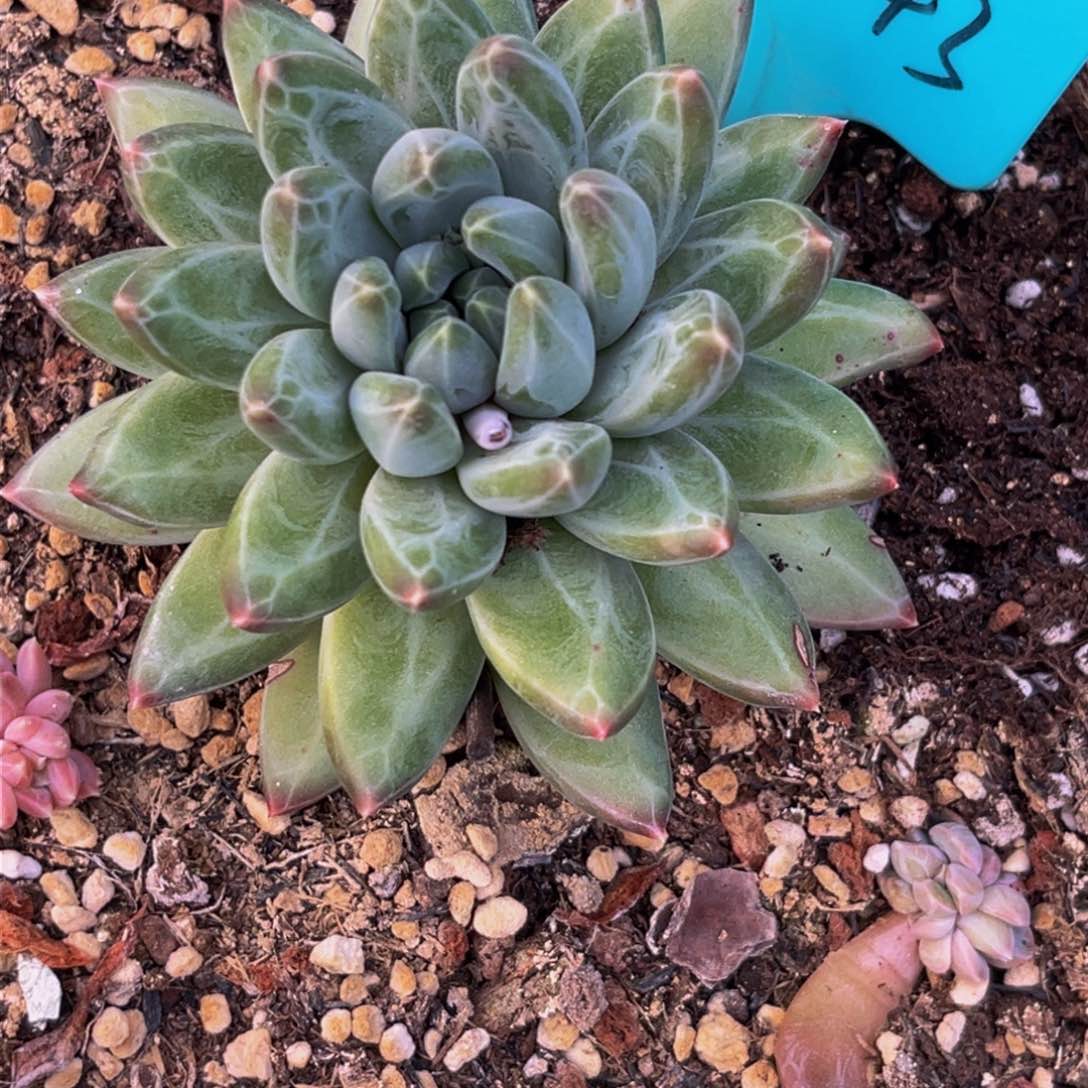 1743下午多肉植物群生