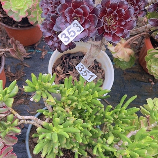 竹***居多肉植物两个法师