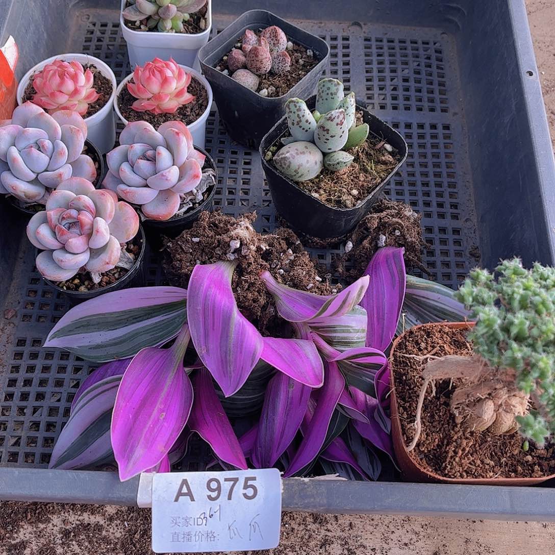 多肉975多肉植物