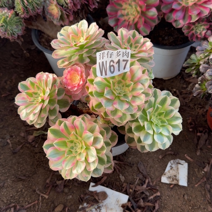 617万白官服20左右2