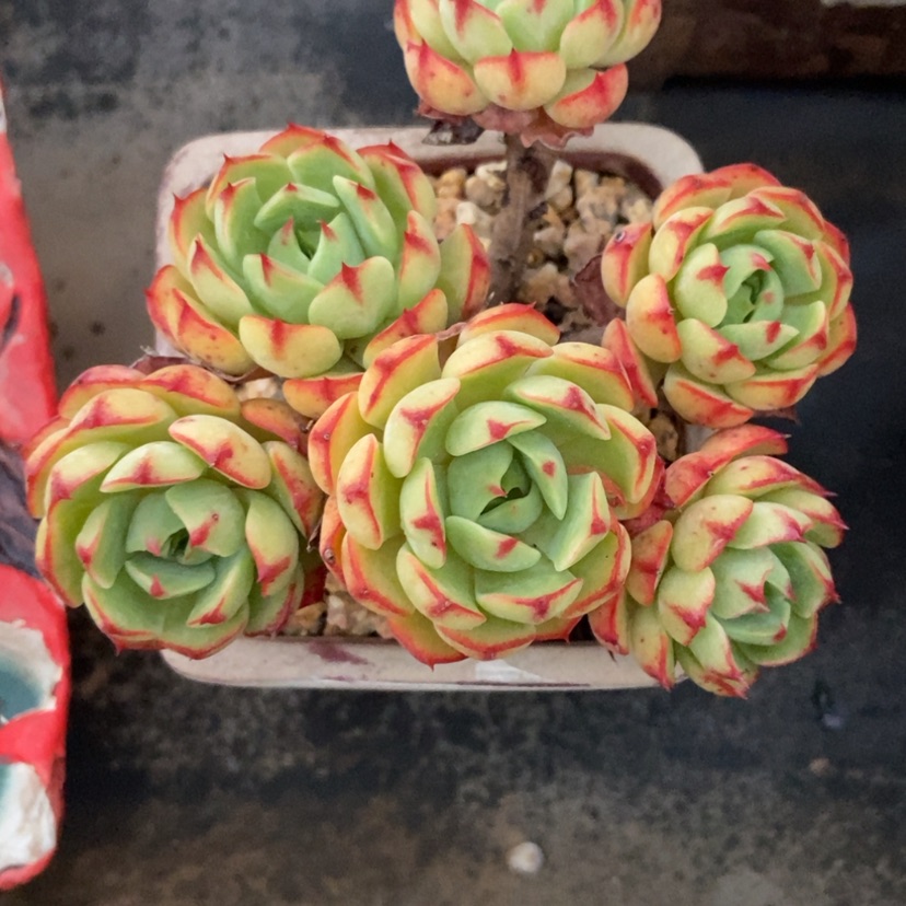 【闪购商品】杂交群