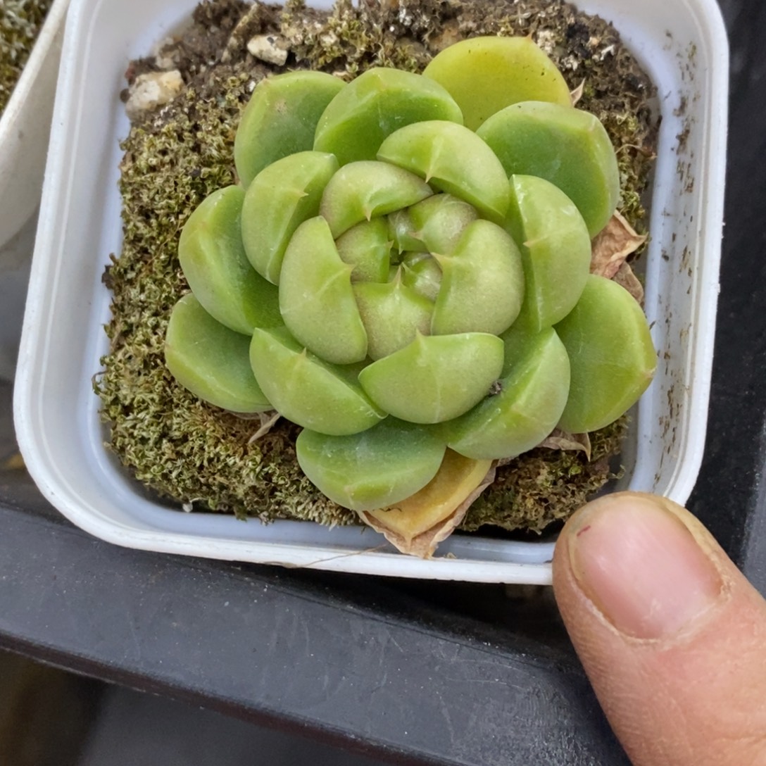 精品多肉一物一拍不包整66