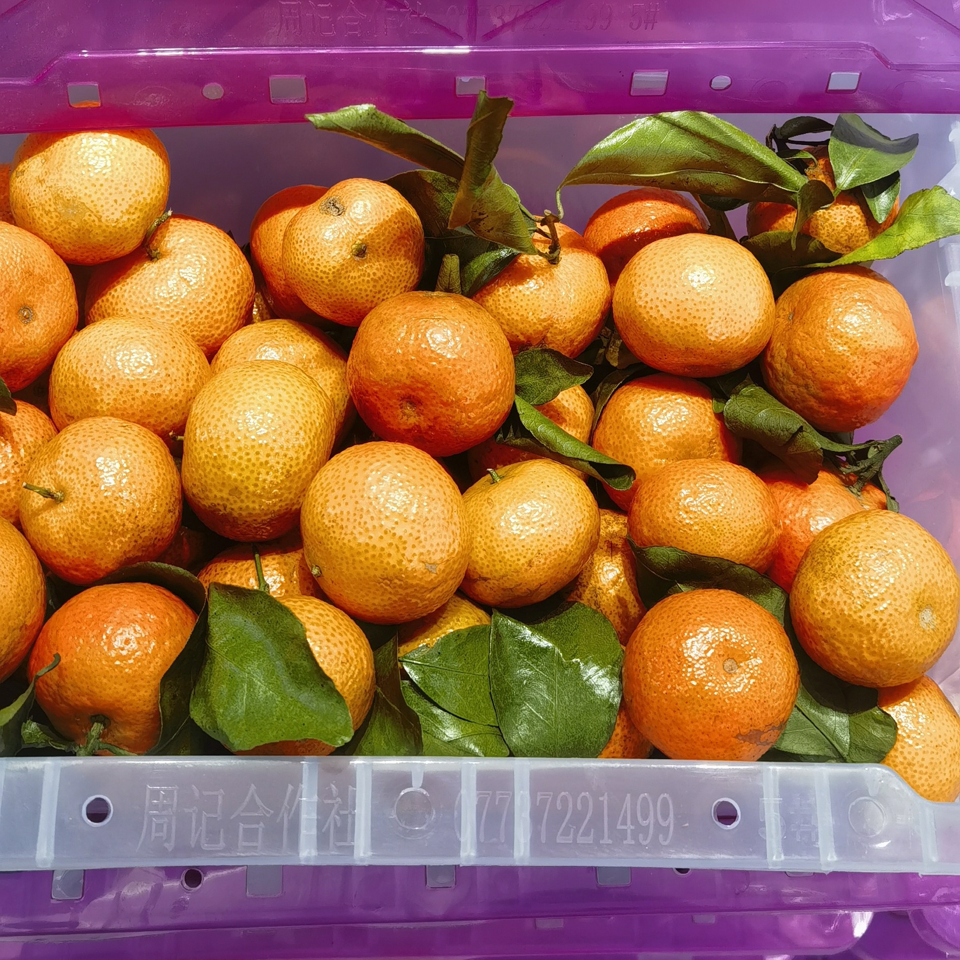 【生活馆】沙糖桔一筐