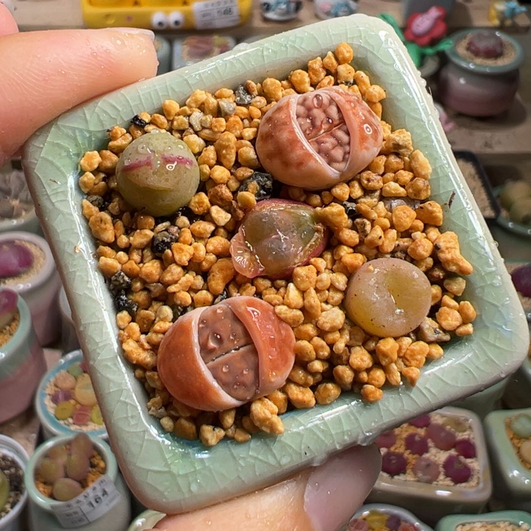 多肉植物176号拼盘