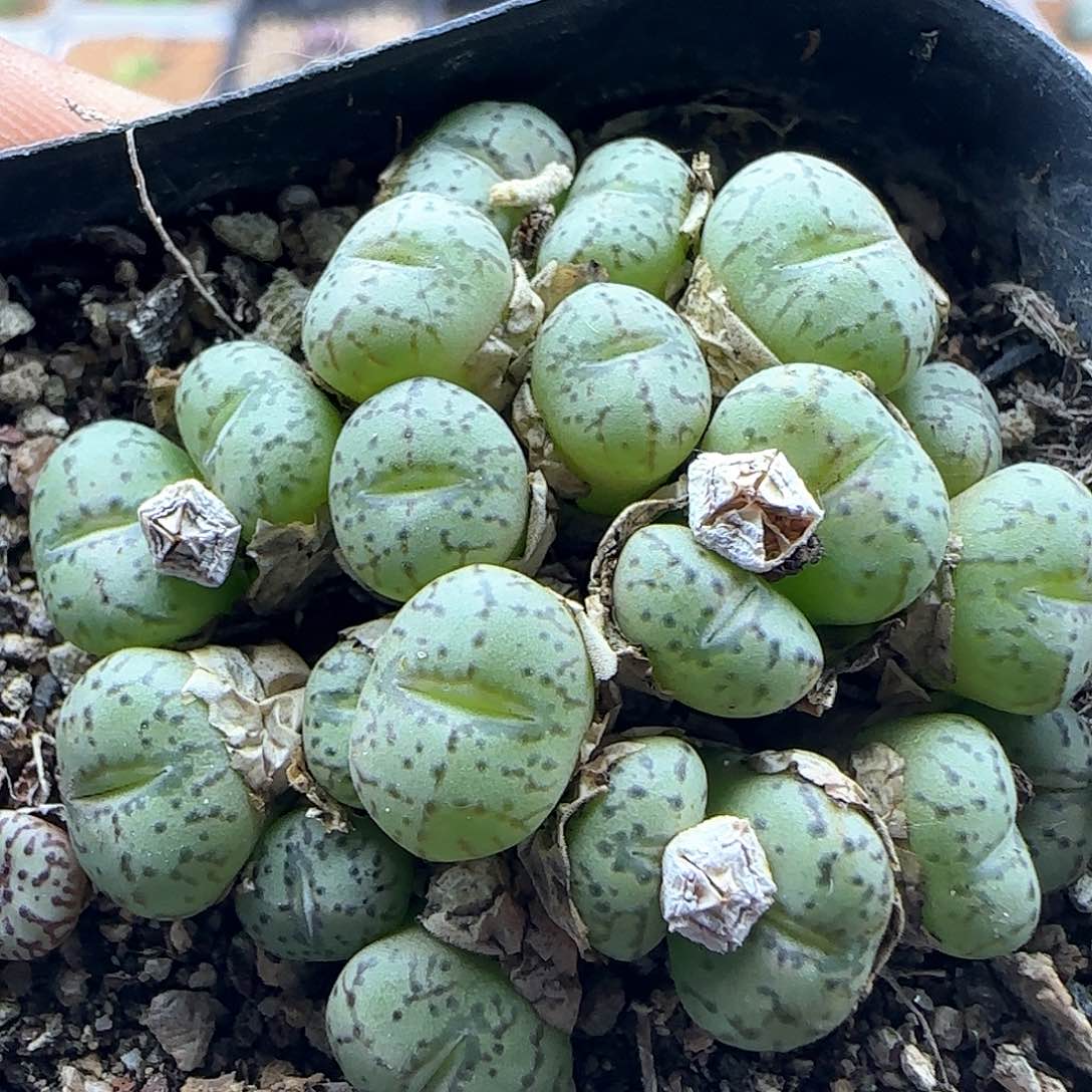 开播福利来啦42752