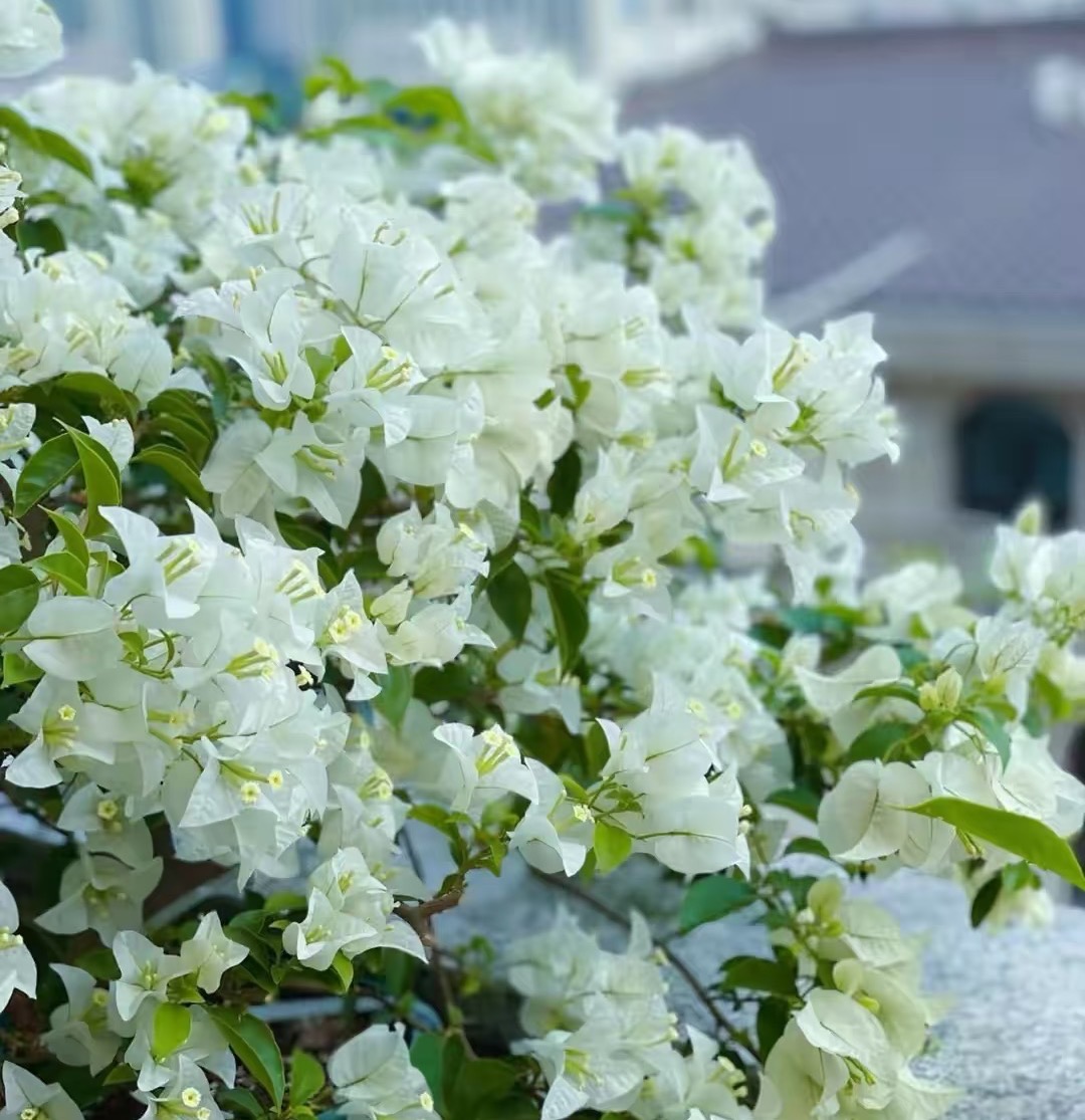 【白雪公主】白色系天花板三角梅四季勤花新手易养原盆基地直发带花