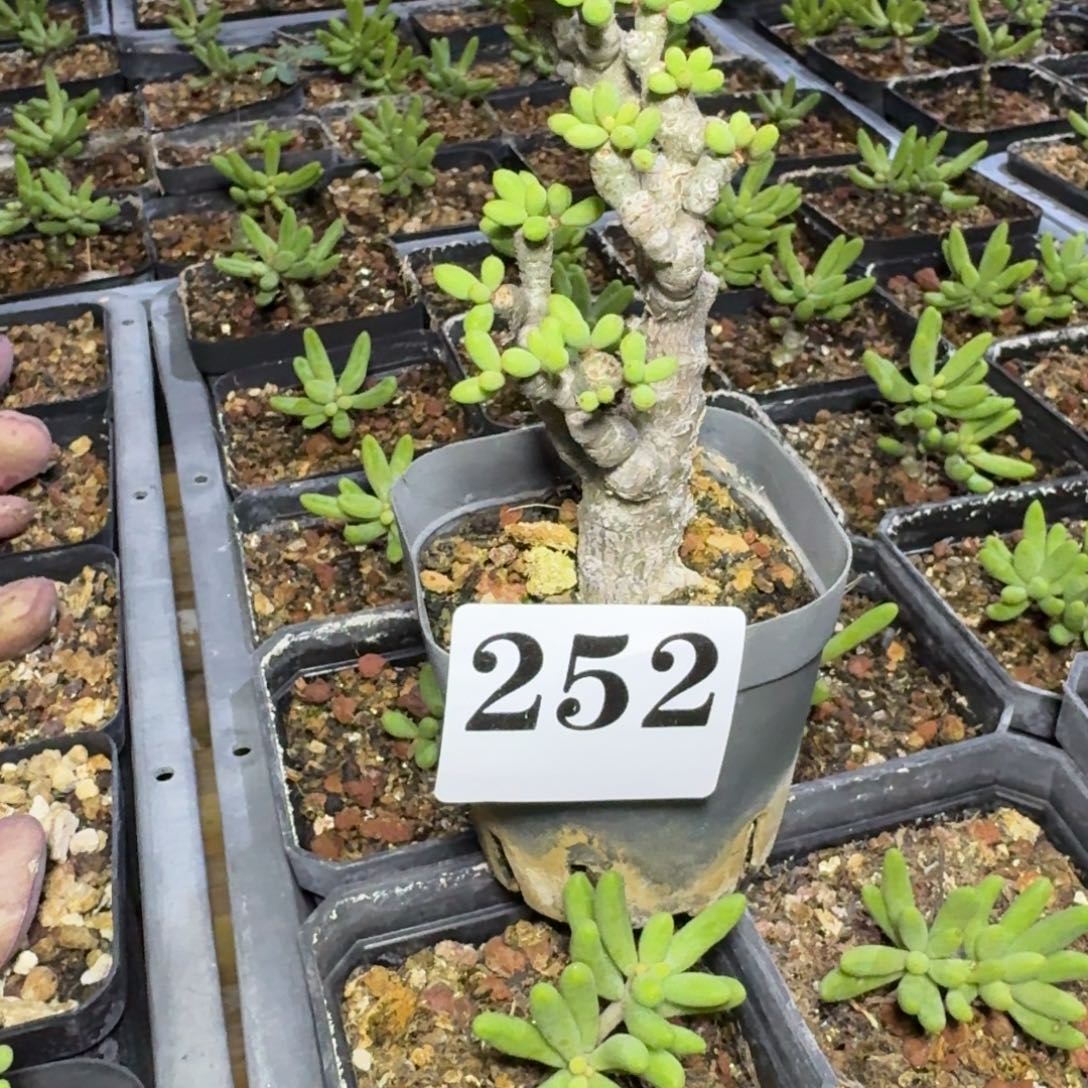 诱惑奇峰锦一物一拍