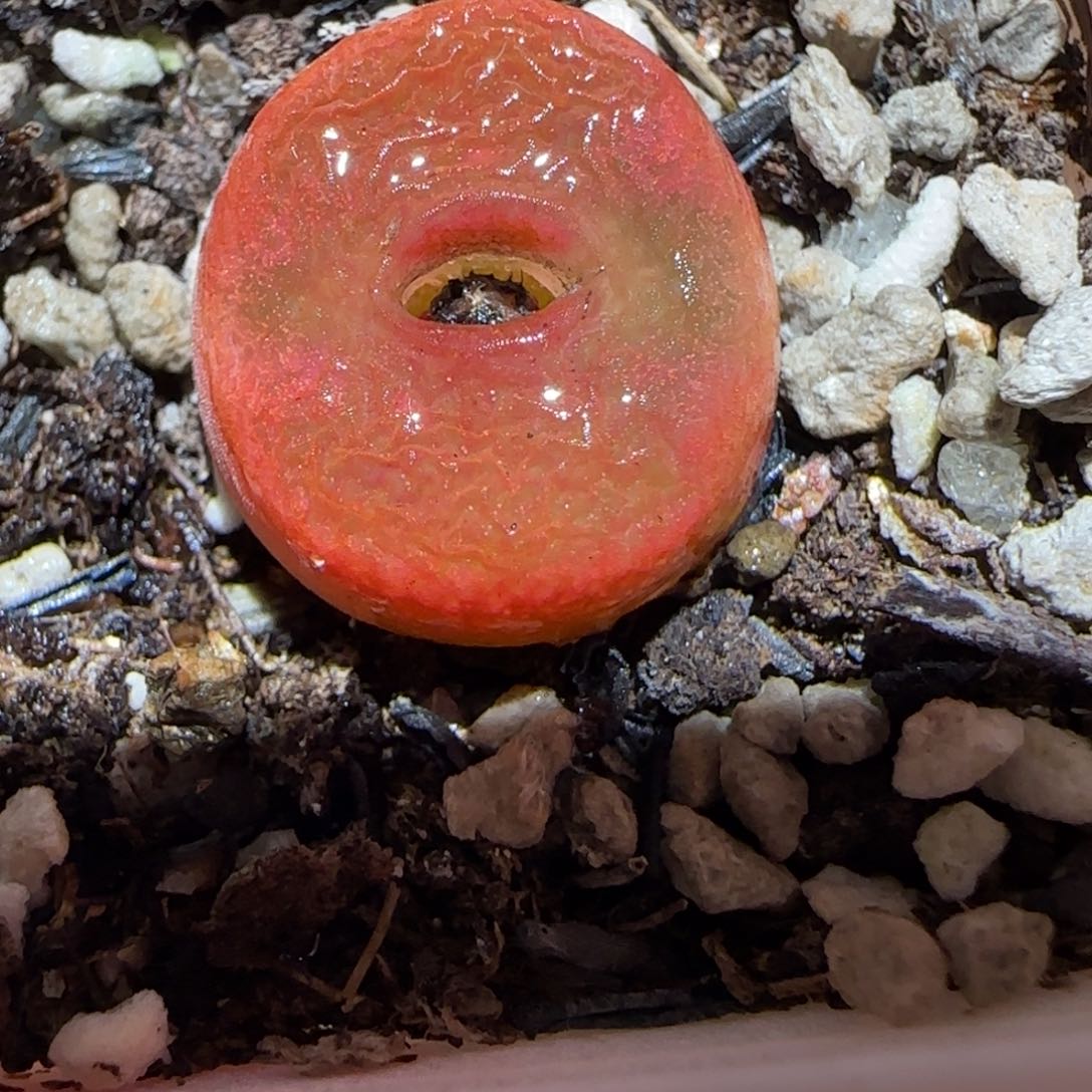 肉锥多肉植物百科-水蜜桃1314