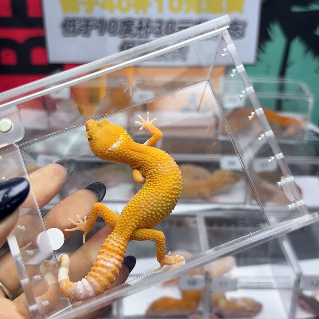 豹纹守宫阳光妹妹Y65