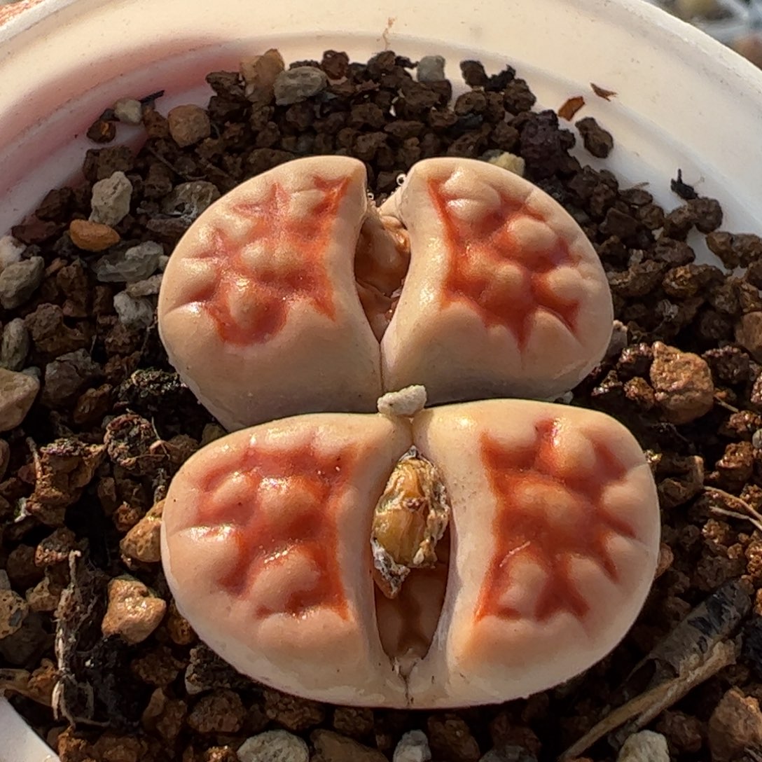 852多肉植物百科