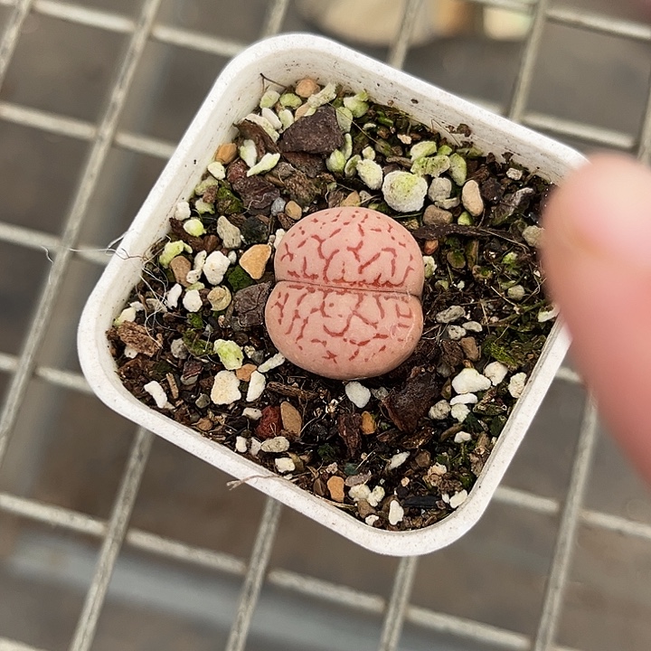 我也不知道我为什么要