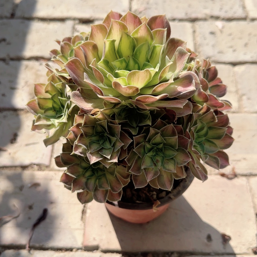 无花朵韶华中号手捧