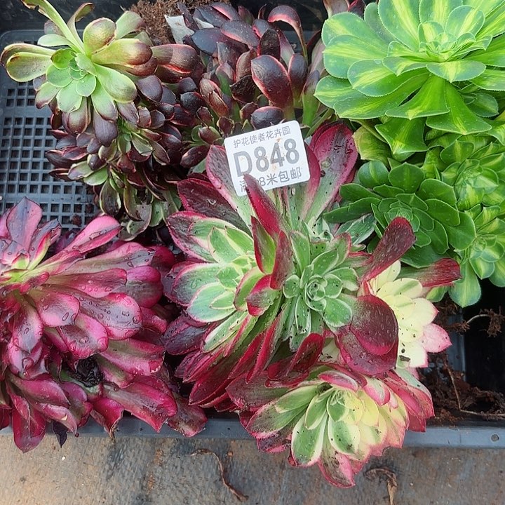 多肉 淘宝福利多肉法师