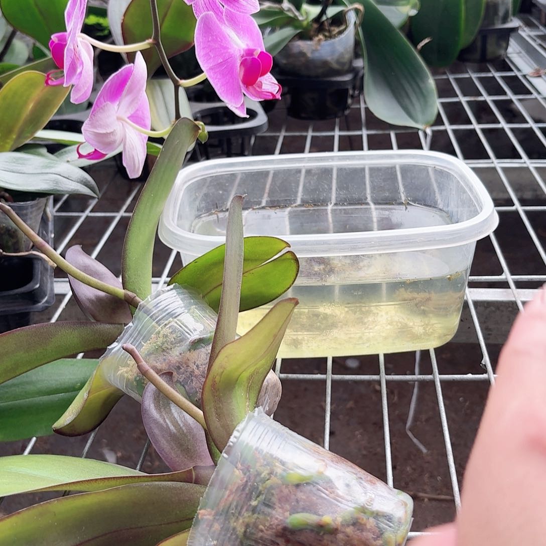 蝴蝶兰红玛瑙紫色系列带花剑2颗