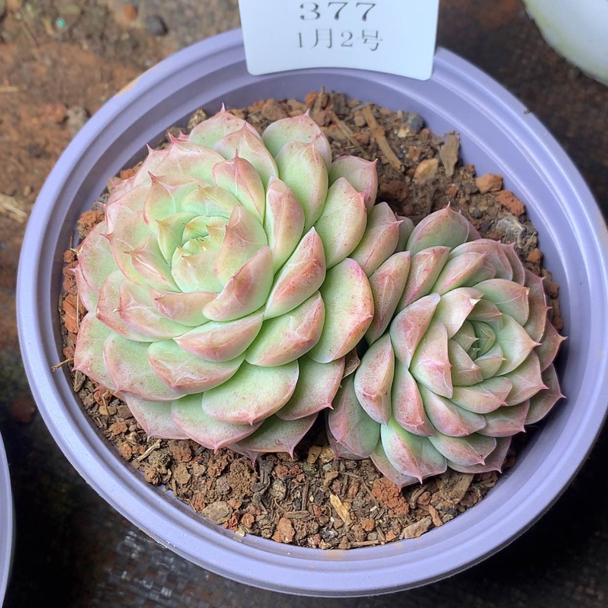 【闪购商品】云377号