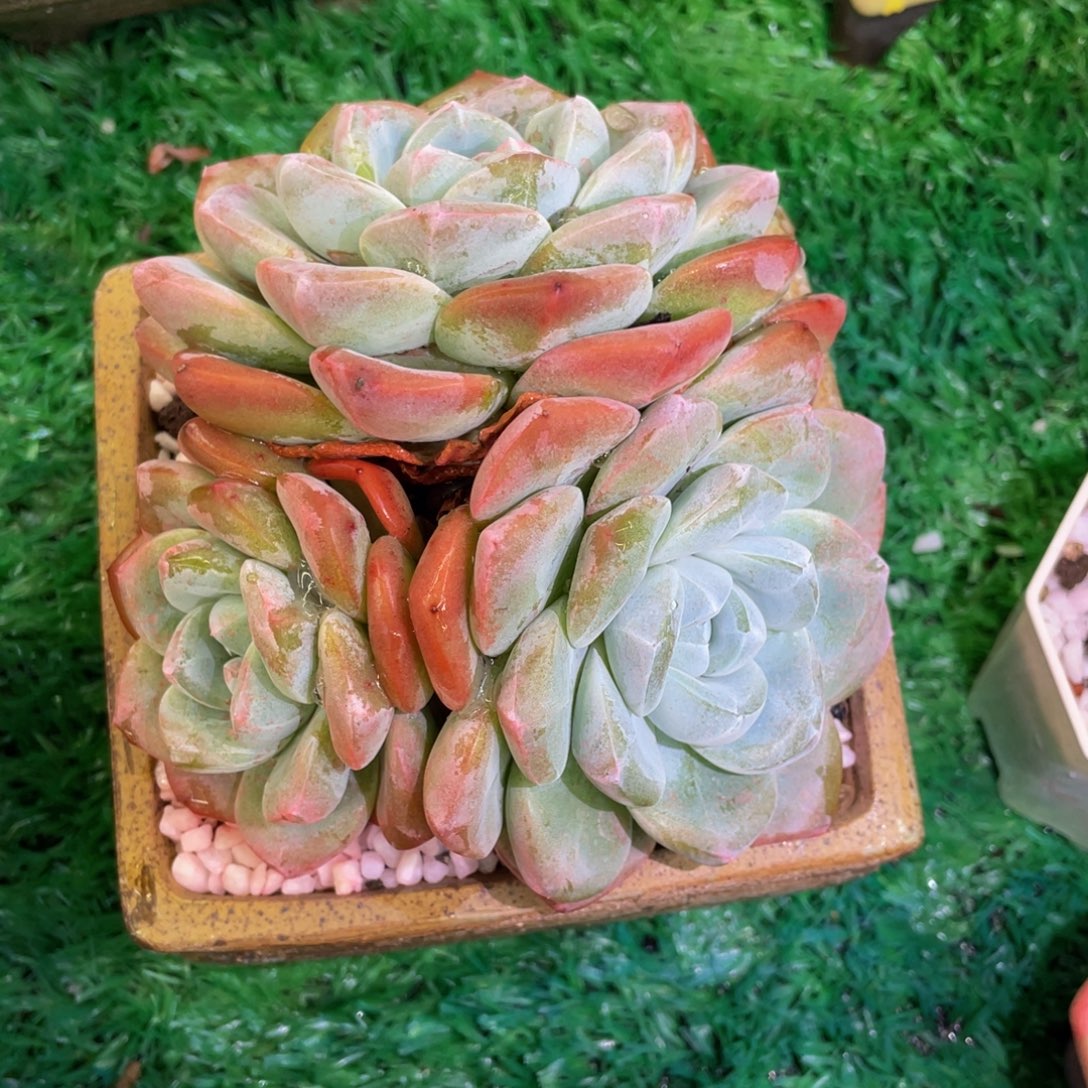 多肉植物盆栽多肉植物