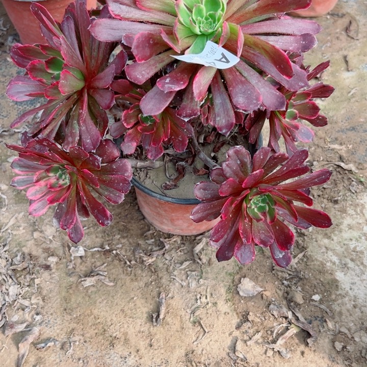 437嫦娥多肉植物