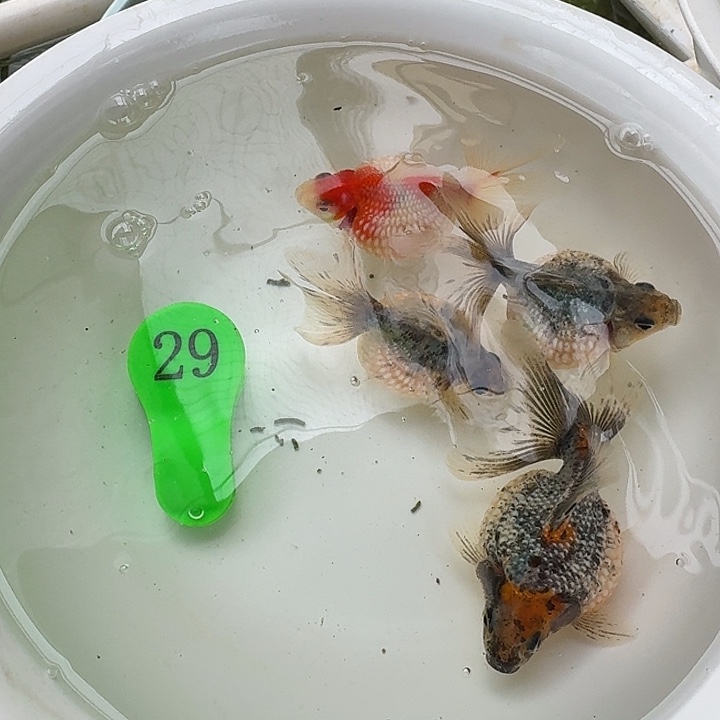 金鱼包邮包活到家