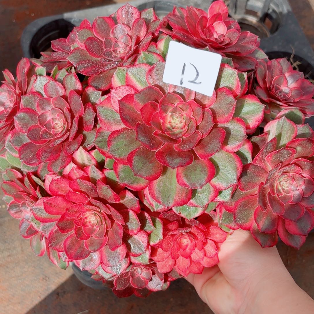 一物一拍多肉法师12