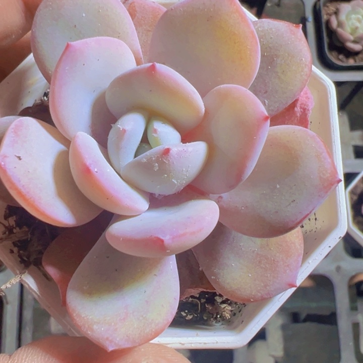 奶茶精品多肉植物