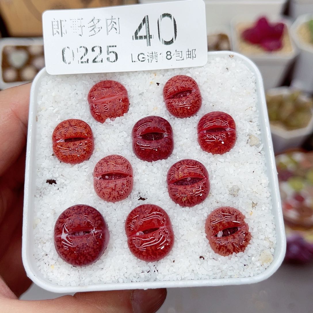 郎哥多肉生石花25-40