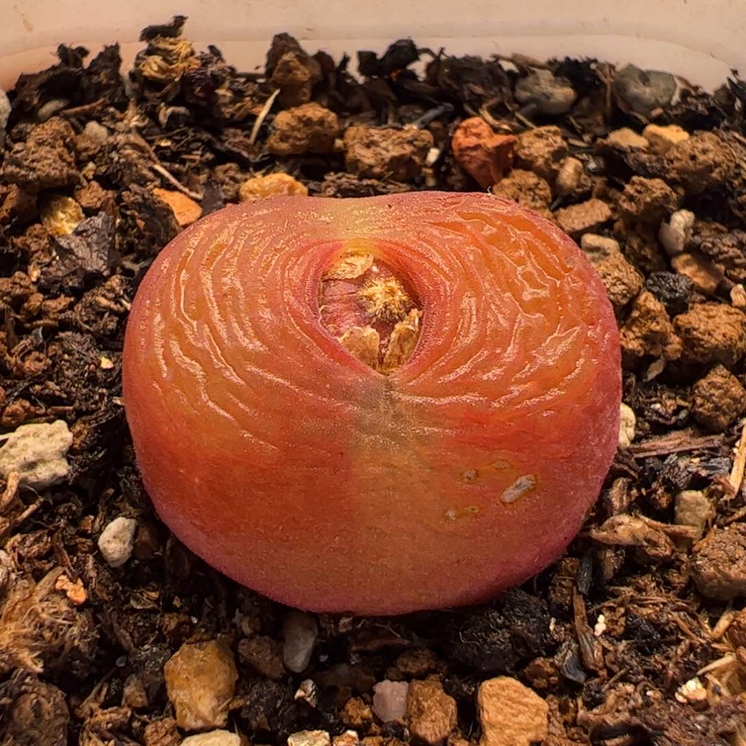 081多肉植物百科