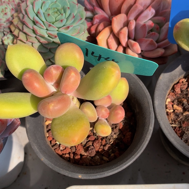 读肉皮子和欧7273737373