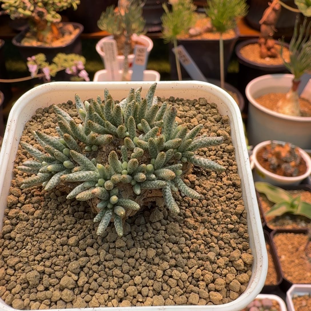 韧锦922 仙人掌仙人掌