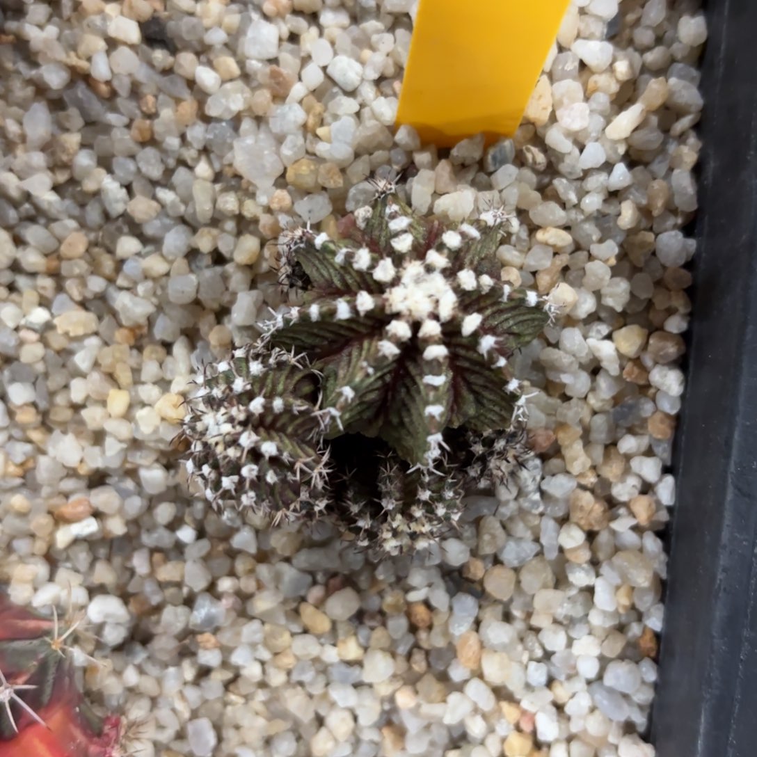 110-1227泰国发货多肉