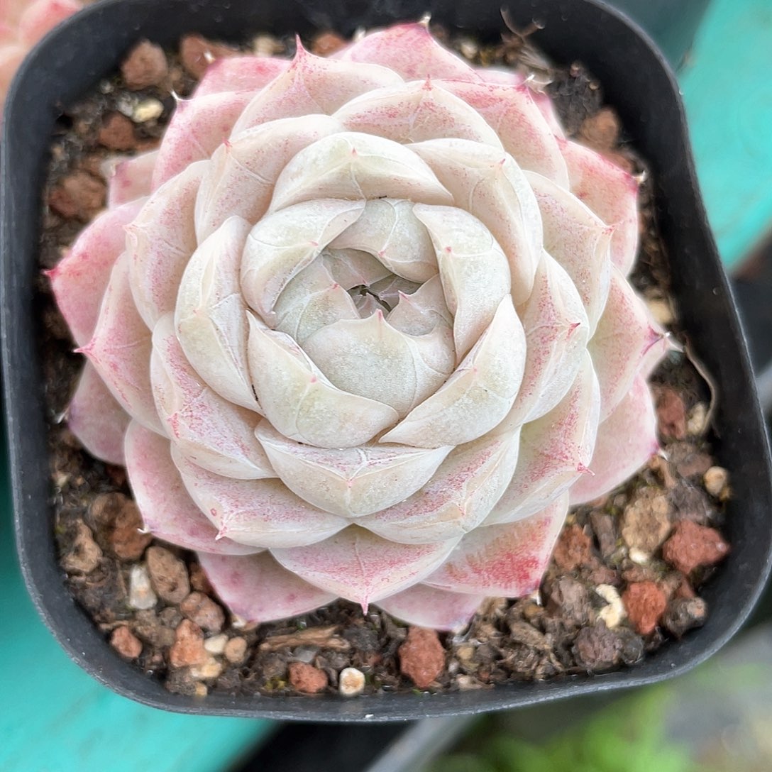 优选77号女王8295