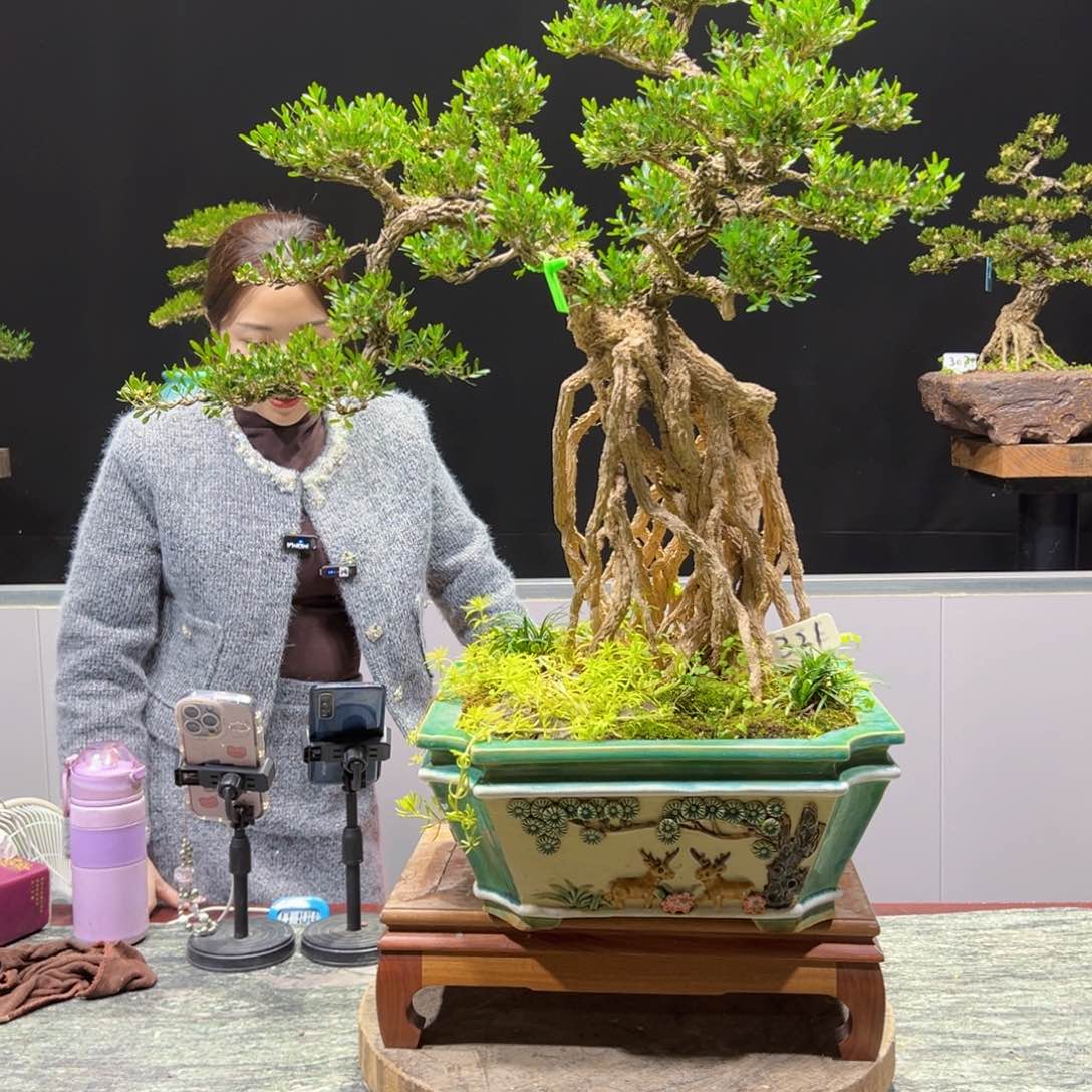 四季常青老桩黄杨盆景