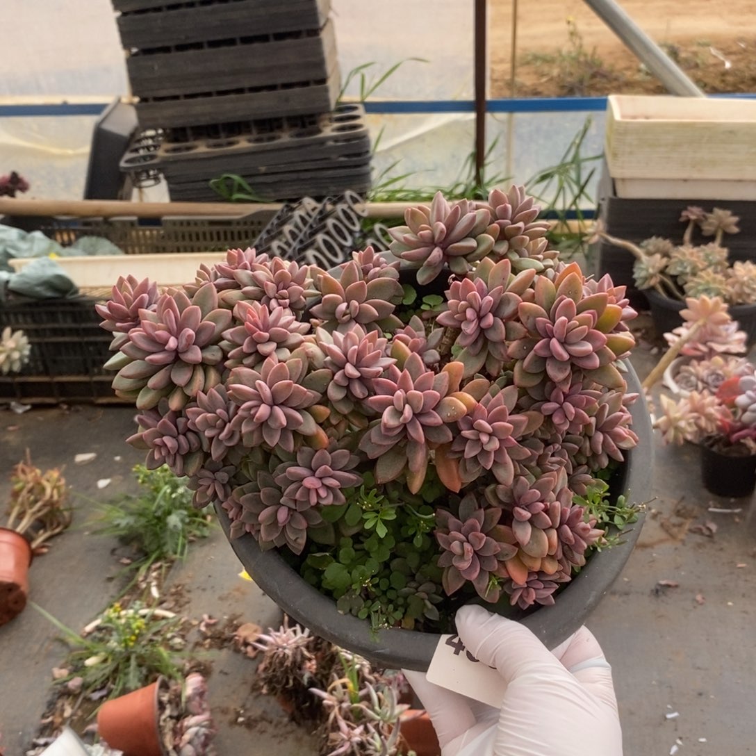 4396紫心老桩一物一拍