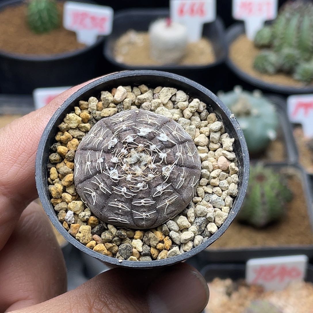 实生拉根仙人球多肉